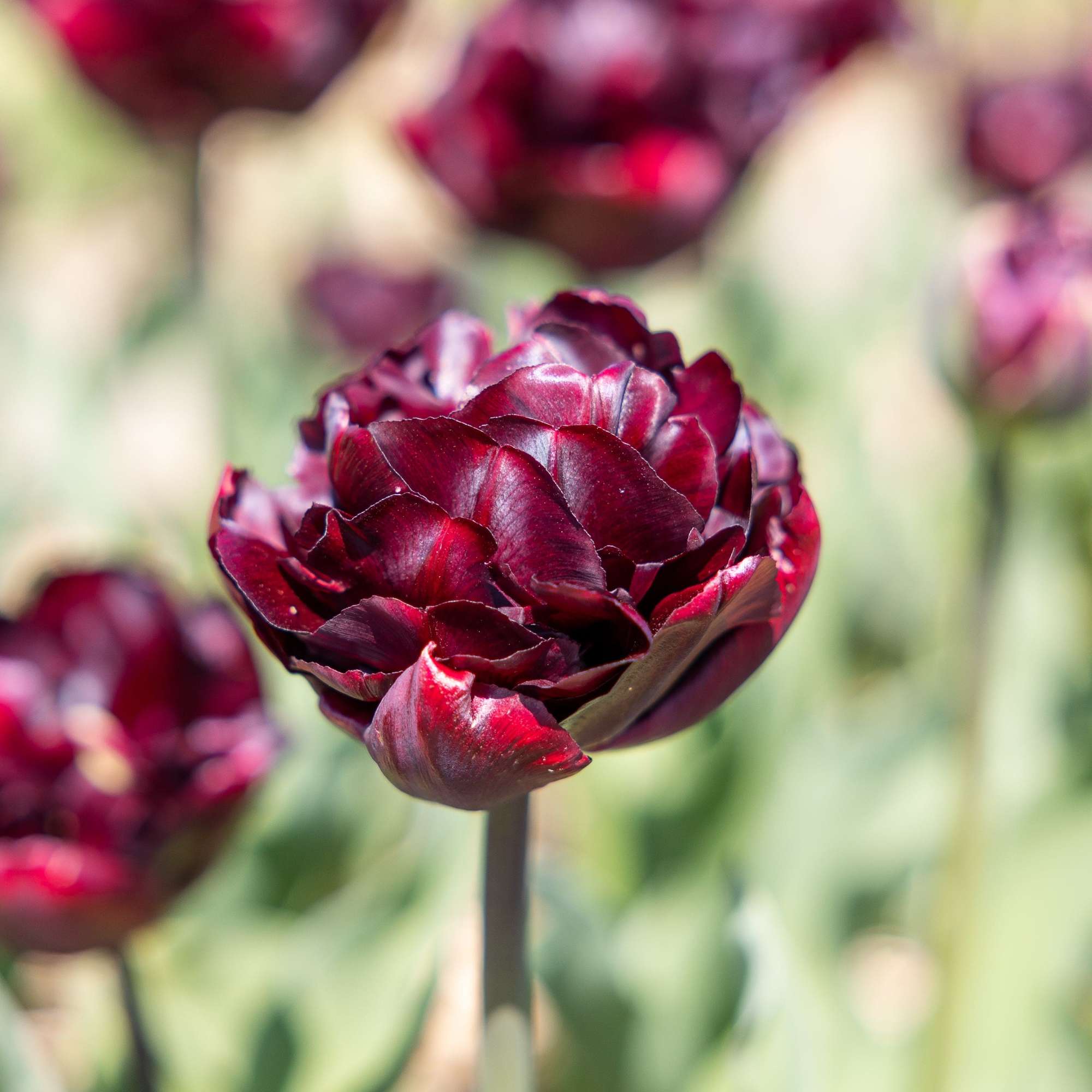 Tulpe 'Palmyra'